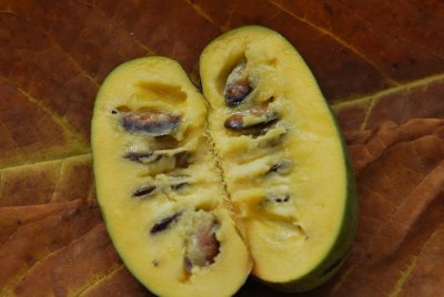 Asimina triloba 'Taytwo' - muďoul trojlaločný - detail plodu - podélný řez